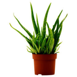boat plant